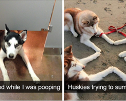 10+ Of The Most Hilarious Posts About Huskies Ever