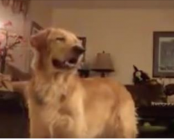 Golden Retriever Beautifully Sings Along To “The Prayer” By Andrea Bocelli