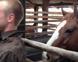 Man Tries Not To Laugh While Filming, Horse’s Next Move Has People Crying With Laughter