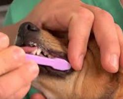 How To Brush Your Dog’s Teeth and Help Prevent Periodontal Disease