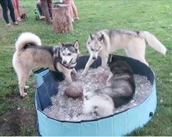 Huskies Refuse To Leave Pool Of Ice, Don’t Want The Party To End