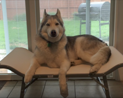 Mom asks her dog if he likes his new bed, and he responds in typical Husky fashion