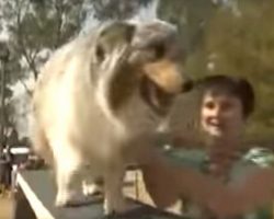 Dog’s Attempt At Agility Course Results In Hilarity