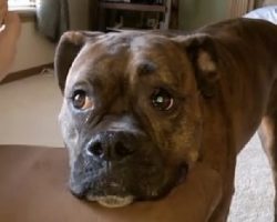 Boxer Dog Has The Funniest Way To Try And Convince Her Humans To Play With Her