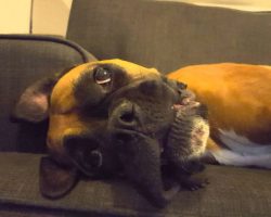 Boxer Dog Becomes Adorable Crybaby When She Isn’t Getting Enough Attention