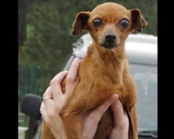 She spent 12 years in a cage at the puppy mill, but watch when her rescuers show up