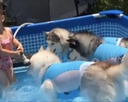 Little Girl Has Adorable Pool Party With Her Three Huskies