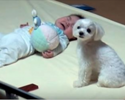 Tiny Baby Is Upset, Watch How Their Dog Takes Control Of The Situation