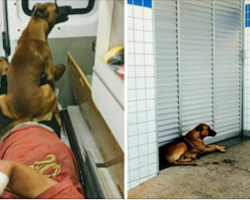 Loyal dog rides in ambulance and waits 32 hours at the hospital after his owner get ill