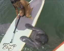 Friendly Manatee Surprises Paddleboarders By Swimming Over To Say ‘Hello’