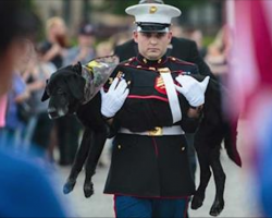 Marine dog serves 3 tours in Iraq. His goodbye after battle with cancer has thousands sobbing