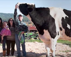 Meet Danniel: he weighs 2,300 pounds and is the tallest cow in the world