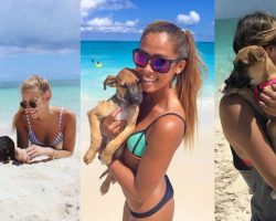 This Caribbean Island Lets You Play With Rescue Dogs All Day
