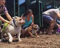 Man Wants More Family-Friendly Crowd To Come To Racetrack, Then He Has The Idea To Race Bulldogs