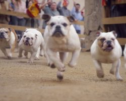 Man Gets Caught in a Bulldog Stampede in Latest Funny Geico Ad