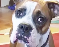 Boxer Dog Is Upset She Can’t Go On The Couch, Is Still Ridiculously Cute