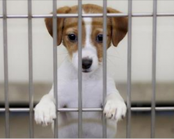 San Francisco recently passed law for pet stores – pet stores can only sell rescue animals