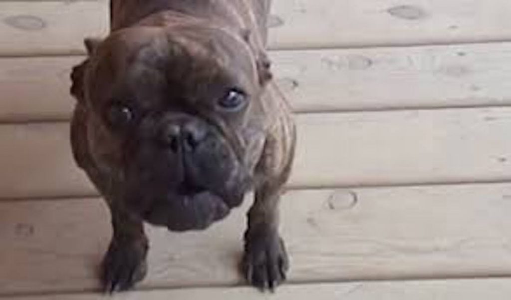 Singing French Bulldog Puppy Makes Her Family Smile Every Day