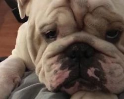 Bulldog just wants a spot on the bed, presents adorable plea to dad