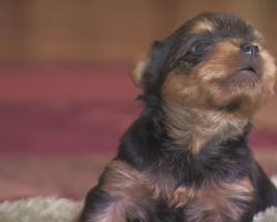 Little pup hears a potential intruder outside and knows just what to do