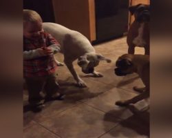 Toddler Has Fun Playing With His Three Boxers