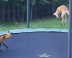 Wild Foxes Discover Trampoline And Have The Time Of Their Lives