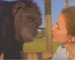 18 Years After Saving Chimp Their Eyes Meet Again — Ignoring All Warnings, She Walks Too Close