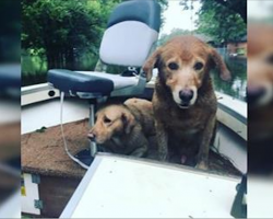 Man Spots 2 Golden Retrievers In Boat Left Behind In Flood, Posts Heartbreaking Message Online