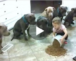 4-year-old dumps food on kitchen floor – now watch the pit bulls’ reaction
