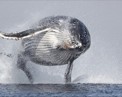 40 Ton Whale Filmed Jumping Completely Out Of The Water – No Wonder It’s Going Viral