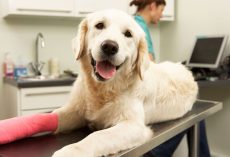 Pet Insurance: What You Need to Know