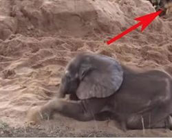 Abandoned Baby Elephant Beats The Odds With The Help Of His Special Canine Friend. Wow!