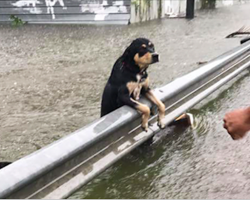 Some People Left Their Dogs Tied Up To Die In The Flood And It Will Break Your Heart