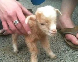Baby Goat Jumps All Over The Place, and This Footage of Him is Something You Don’t Want to Miss