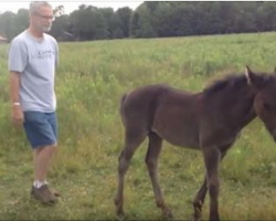 Baby Horse gets Upset When He Stops Petting Her. Her Revenge? You won’t stop LAUGHING!