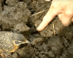 Baby Robin Approaches Farmer For Help – Then It Dawned On When She Grabbed A Hold Of His Hand