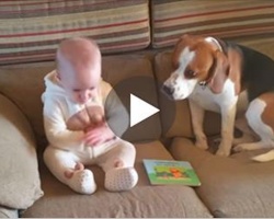 Charlie The Dog Shocked All His Family Members When He Did This… Oh My!