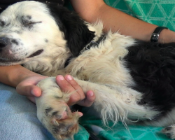 Mistreated Shelter Dog Falls Asleep In Rescuer’s Arms The Moment She Knows She’s Safe