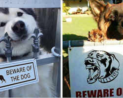 10+ Dangerous Dogs Behind “Beware Of Dog” Signs