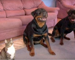 Dad Teaches Dogs A New Trick, But Keep Your Eyes On The Cat