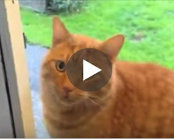 Cat Wants To Back Come Inside… And Has A Clever Trick To Let His Owners Know It