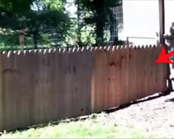 Dad Proudly Builds A Fence To Protect His Dog. Now Keep Your Eyes On The Far End.
