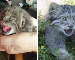 Farmer thought he found kittens. Grow up and turn out to be something entirely different