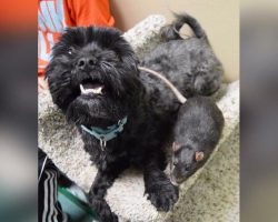 Dog, cat, and rat surrendered to shelter, refuse to be separated (6+ photos)
