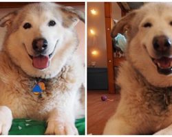Dog Is Devastated After Losing Her Best Friend, So Family Brings Home Quadruple Surprise