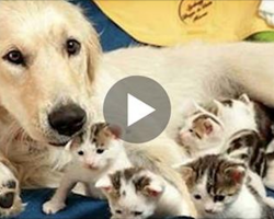 Dog Helps Mother Cat Deliver Her Kittens And It Is So Beautiful To Watch
