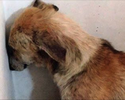 Dog Suffered Such Awful Abuse That She Was Too Terrified To Even Look At Her Rescuers