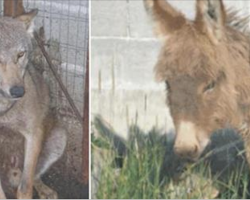 Donkey Couldn’t Work Was Set To Be Killed – Wolf’s Next Move Stuns The Whole Village