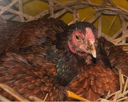 Farmer Thought His Hen Laid An Egg, Then He Looks Under Her And Was Totally Stunned