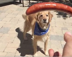 Owner throws hot dog to Golden Retriever. His adorable fail has Internet dying of laughter